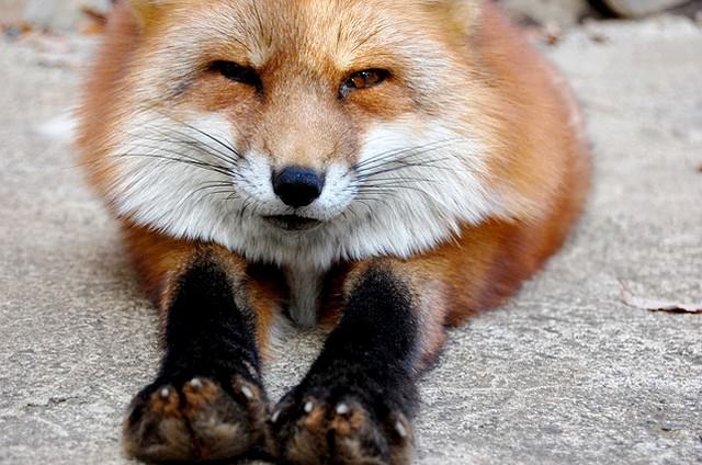 かっこいいきつね